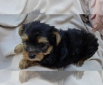 Image preview for Ad Listing. Nickname: yorki