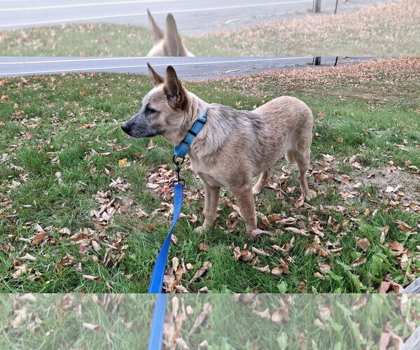 Medium Photo #23 Mutt Puppy For Sale in Sebec, ME, USA