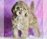 Small Photo #64 Maltipoo (Miniature) Puppy For Sale in WARSAW, IN, USA