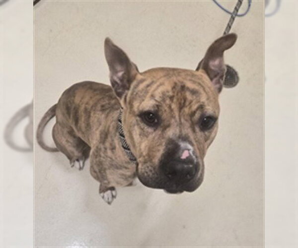 Medium Photo #1 Boxer Puppy For Sale in Fremont, CA, USA