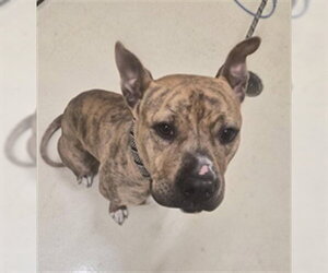 Boxer Dogs for adoption in Fremont, CA, USA