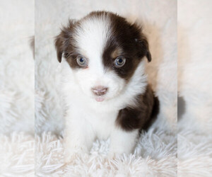 Miniature Australian Shepherd Puppy for sale in KEOTA, IA, USA