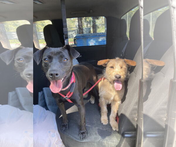 Medium Photo #4 Labrador Retriever-Unknown Mix Puppy For Sale in San Diego, CA, USA