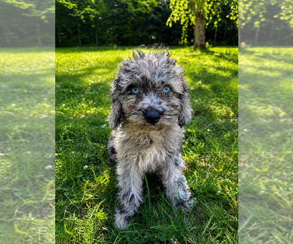 Medium Photo #18 Cavapoo (Miniature) Puppy For Sale in DURHAM, CT, USA