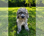 Small #17 Cavapoo (Miniature)