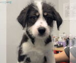 Small Border Collie Mix