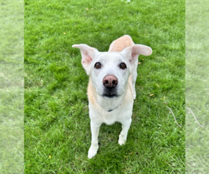 Labrador Retriever-Unknown Mix Dogs for adoption in Wheaton, IL, USA