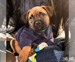 Small #7 Labrador Retriever Mix