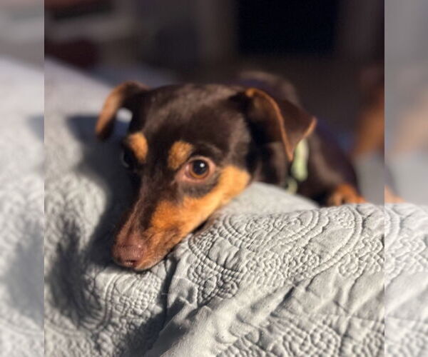 Medium Photo #7 Rat-Cha Puppy For Sale in Princeton, MN, USA