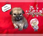 Small Photo #2 Maltese-Maltipoo Mix Puppy For Sale in SAN FRANCISCO, CA, USA