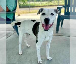 American Pit Bull Terrier-Unknown Mix Dogs for adoption in Conroe, TX, USA