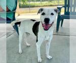 Small American Pit Bull Terrier Mix