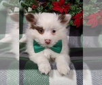 Small Photo #6 Pomeranian Puppy For Sale in LANCASTER, PA, USA