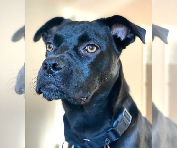 Medium Photo #6 Boxador Puppy For Sale in Wakefield, RI, USA