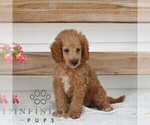 Small #2 Poodle (Miniature)