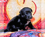 Small #1 Golden Retriever Mix
