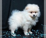 Small #5 Pomeranian