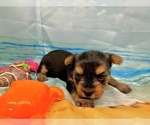 Small #9 Morkie