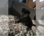 Puppy 1 Gerberian Shepsky