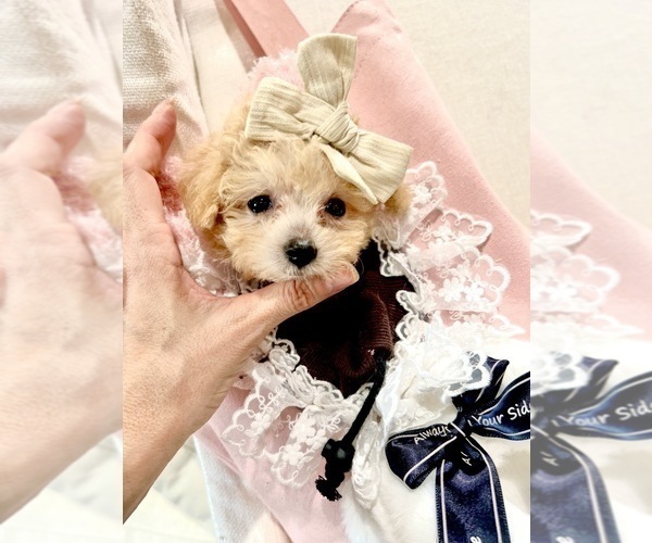 Medium Photo #20 Pomeranian Puppy For Sale in PEMBROKE PINES, FL, USA