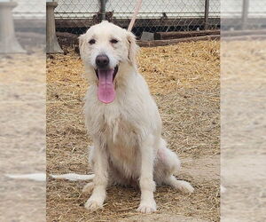 Labradoodle Dogs for adoption in Wetumpka, AL, USA