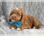 Small Photo #10 Cocker Spaniel-Poodle (Miniature) Mix Puppy For Sale in LAKELAND, FL, USA