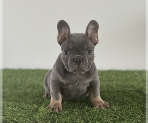 French Bulldog Puppy for sale in MIAMI, FL, USA