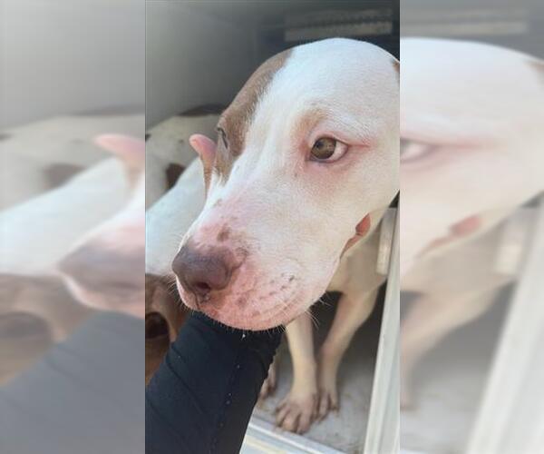 Medium Photo #1 American Pit Bull Terrier-Unknown Mix Puppy For Sale in Houston, TX, USA