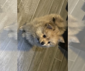 Pomeranian Puppy for sale in SWANSEA, IL, USA