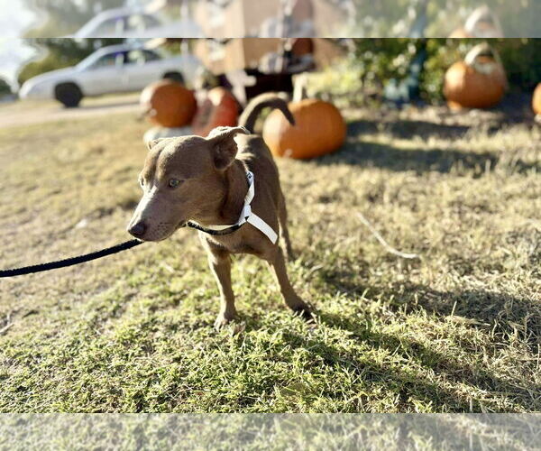 Medium Photo #4 Chihuahua-Unknown Mix Puppy For Sale in Grafton, WI, USA