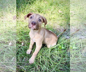Rosalie- Belles & Beau Litter - Female American Staffordshire Terrier-Unknown Mix Dog for Adoption - Photo #2