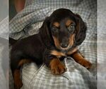 Small #1 Dachshund