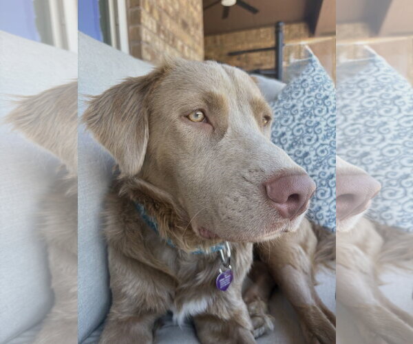 Medium Photo #12 Goldmaraner Puppy For Sale in Fort Worth, TX, USA