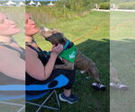 Small #41 American Pit Bull Terrier Mix