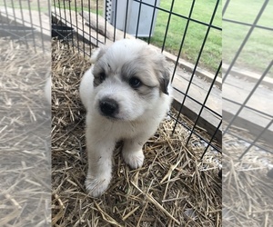 Great Pyrenees Puppy for sale in STEVENSON, AL, USA