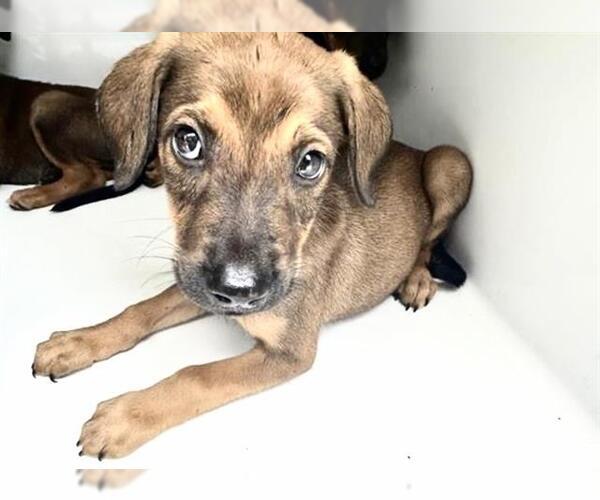Medium Photo #1 Rhodesian Ridgeback-Unknown Mix Puppy For Sale in Houston, TX, USA