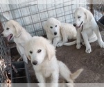 Puppy choice Great Pyrenees