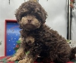 Small #3 Poodle (Toy)-ShihPoo Mix