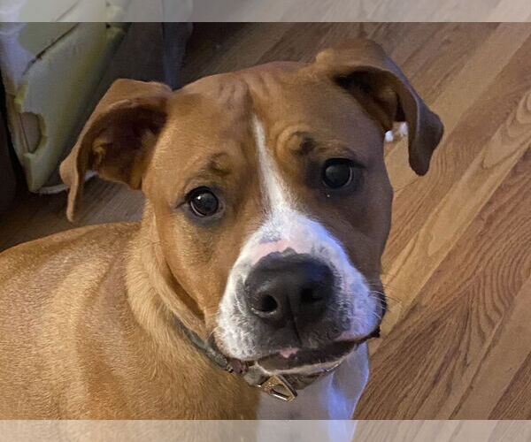 Medium Photo #1 Boxer-Unknown Mix Puppy For Sale in Cookeville, TN, USA