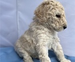 Small Photo #13 Poodle (Standard) Puppy For Sale in PASO ROBLES, CA, USA