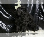 Small #4 Poodle (Miniature)