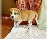 Small Photo #4 Mutt Puppy For Sale in Westwood, NJ, USA