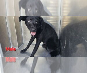Labrador Retriever-Unknown Mix Dogs for adoption in Pasadena, TX, USA