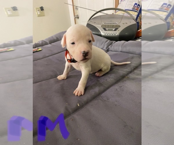 Medium Photo #9 American Pit Bull Terrier-Unknown Mix Puppy For Sale in DONALDS, SC, USA