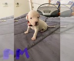 Small Photo #9 American Pit Bull Terrier-Unknown Mix Puppy For Sale in DONALDS, SC, USA