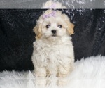 Puppy Anisa F1 Maltipoo