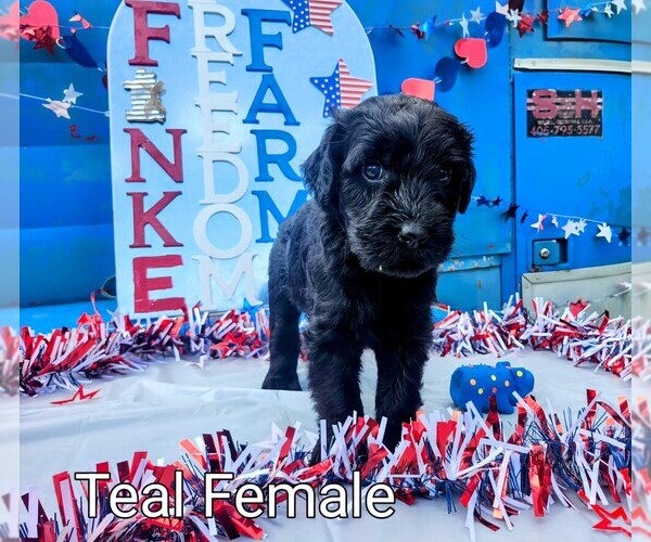 Medium Photo #1 Schnauzer (Giant) Puppy For Sale in JASPER, AL, USA