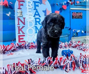 Schnauzer (Giant) Puppy for sale in JASPER, AL, USA
