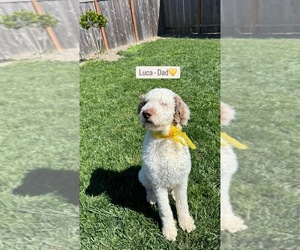 Father of the Goldendoodle puppies born on 02/06/2025