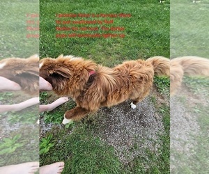 Medium Australian Shepherd